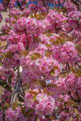 Clichy, France - 04 03 2021: Close up shot of a beautiful pink cherry blossom tree