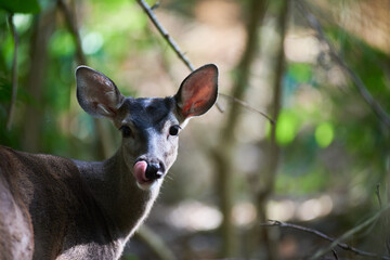 Deer licking and looking at camera 