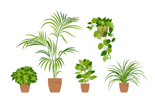 Collection home plants. Potted plants isolated on white. Vector set green plants. Trendy home decor with indoor plants, planters, tropical leaves. Flat.