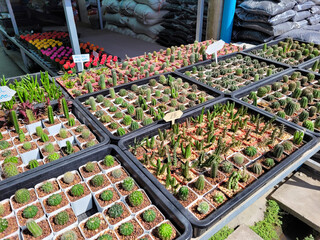 A small cactus in the shop