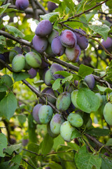 Green and unripe plum fruits on a branch that began to turn blue. Plum fruits ripen on the branch. Unripe plum fruits on a branch in an orchard.