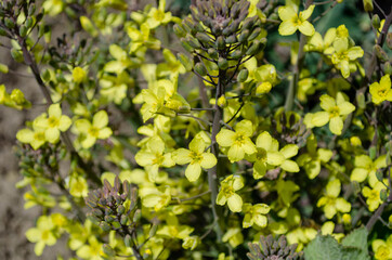 Obraz premium Fleurs de chou kale