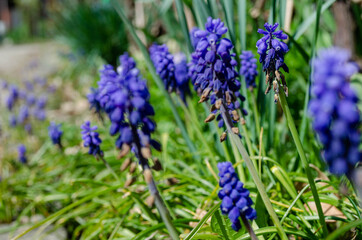 Muscari, jacinthes à grappes, fleurs bleues à bulbes au printemps