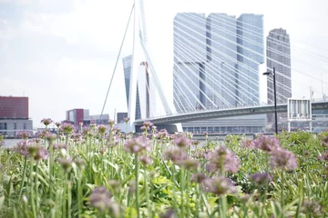 Rolgordijnen Famous Erasmus bridge with buildings in Rotterdam, the Netherlands © Rick Van Leeuwen/Wirestock