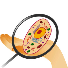 A vector illustration of an animal cell with a hand and a magnifying glass on white background.