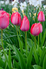 Tulpen, rosa