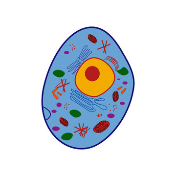 A vector illustration of an animal cell with a hand and a magnifying glass on white background.