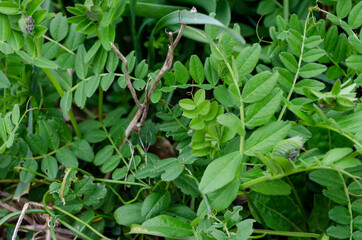 Pois de senteur, Lathyrus odoratus