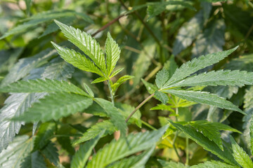 Marijuana Plant - Cannabis