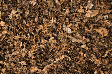 Old forest mulch. Wild forest mulch flat lay.
