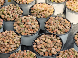 A small cactus in the shop