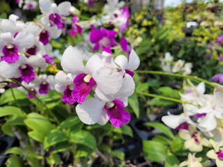 Fototapeta na wymiar Beautiful orchids are in store.