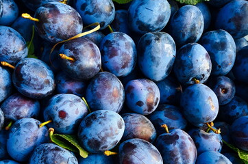 Blue blue plum next to each other, plums.