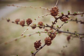 a branch of a tree with small cones in the spring leaves begin to bloom background