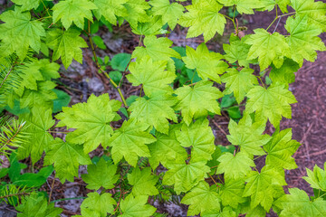 Cluster of bright green leaves 