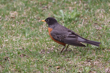American Robin on fence or lawn
