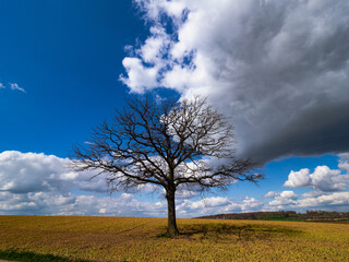 Lonely tree
