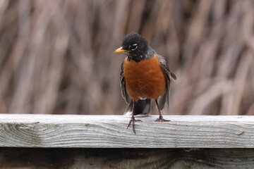American Robin on fence or lawn
