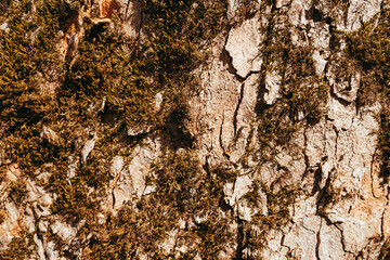 Bark of an old tree covered with moss in spring