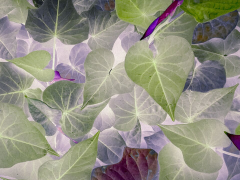 Green, Dark Purple, And Grey Digital Heart Leaves Background