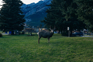 BANFF, ALBERTA, CANADA -dec, 2019 dear in town