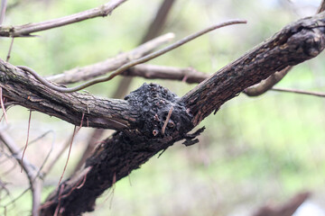Vine tree branch on green background. Horizontal image