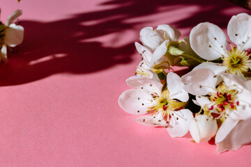 Spring white sprig of blooming cherry or apple on a pastel pink background. Banner on the theme of spring holidays with copy space. Backdrop for a billboard. Light romantic and sophisticated aroma