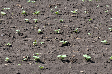 In the field - sunflower seedlings.