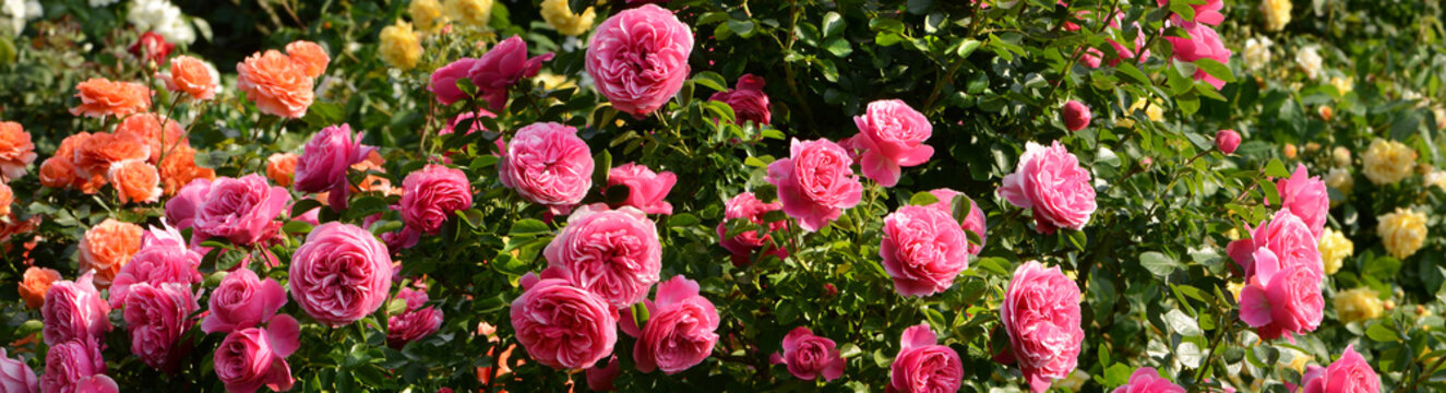 Blumen 1352