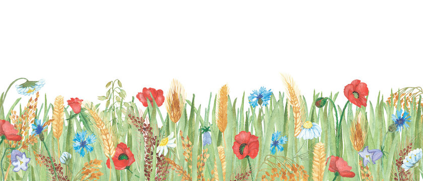 Watercolor hand painted field nature composition with green grass and red poppy, white chamomile, blue cornflower and golden rye ear cereals bouquet on the white background