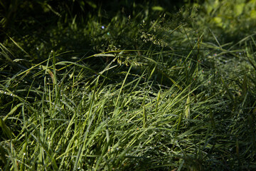 Close up of fresh thick grass with water drops in the early morning