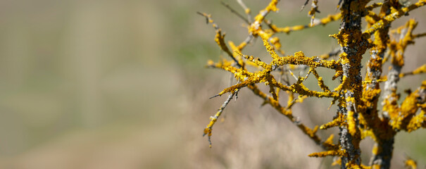 Sick tree branches with yellow parasitic fungus named Maritime sunburst lichen or Xanthoria parietina. Detailed picture of yellow shore lichen on tree bark. 