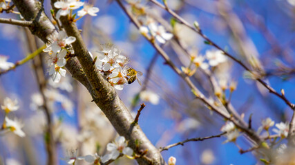 Spring background. Horizontal image with copy space for text and design with spring blossomed flowers. Honey bees pollinating the trees in the garden.
