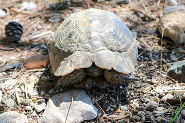 close up of a big turtle on a rock