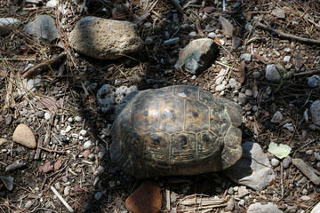 close up of a big turtle on a rock