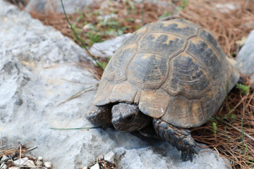 close up of a big turtle on a rock