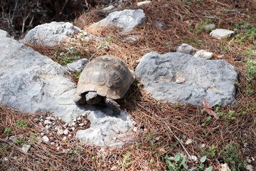 close up of a big turtle on a rock