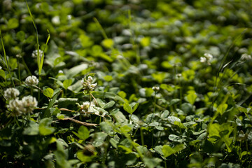 Close up of fresh thick grass with water drops in the early morning