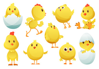 Cute cartoon chicken set. Funny yellow chickens in different poses,  illustration. Collection of cute yellow chicks.  illustration of little chickens for children