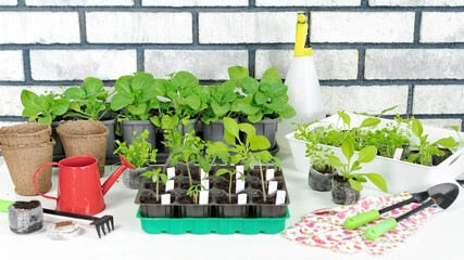 Gardening tools and accessories for growing seedlings of vegetables and flowers in a home garden...