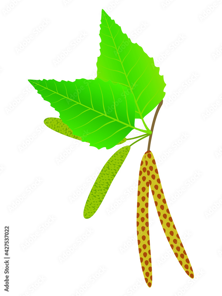 Wall mural buds of birch isolated on a white background.