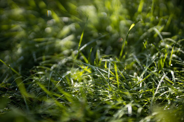 Close up of fresh thick grass with water drops in the early morning