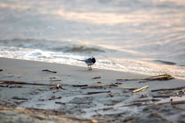Mały drobny ptaszek spacerujący wzdłuż brzegu zatoki. - obrazy, fototapety, plakaty