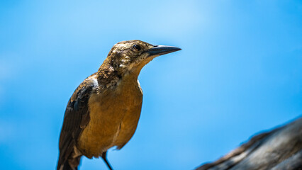 bird on a tree