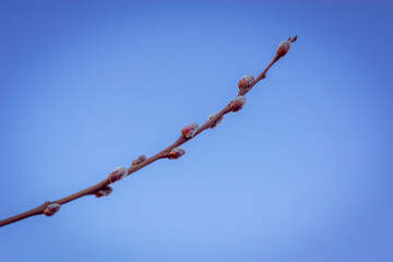 Blooming willow twig and blue sky.