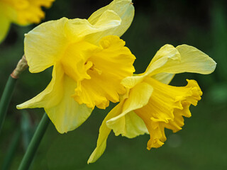Two beautiful yellow daffodil blooms in a garden