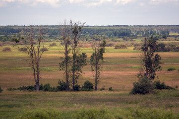 Krajobraz przyroda widok na polanę z wysokimi drzewami z dalekiej perspektywy	
