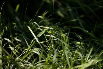 Close up of fresh thick grass with water drops in the early morning