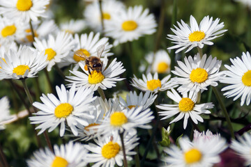 Bee on daisy flower an bee with lot of pollen on legs in the sunlight. Adobe RGB color space.