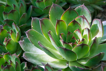 Obraz premium Sempervivum tectorum, Common Houseleek, - perennial plant growing in flower pot, or in nature. Adobe RGB color space.